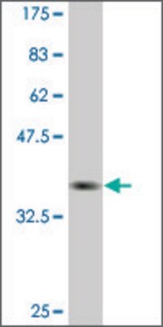 Monoclonal Anti-PEO1, (C-terminal) antibody produced in mouse clone 1C5, purified immunoglobulin, buffered aqueous solution