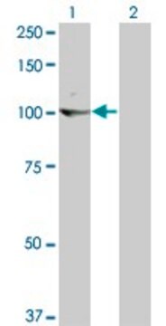 Monoclonal Anti-KIT antibody produced in mouse clone 6F2, purified immunoglobulin, buffered aqueous solution