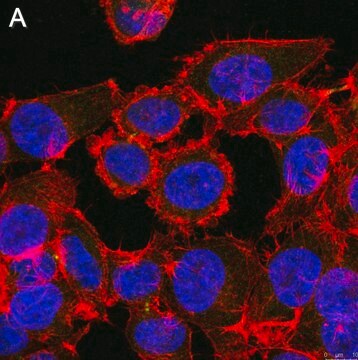 Anti-Myc tag Antibody, clone 4A6 ZooMAb&#174; Mouse Monoclonal recombinant, expressed in HEK 293 cells