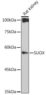 Anti-SUOX Antibody, clone 6H0C9, Rabbit Monoclonal