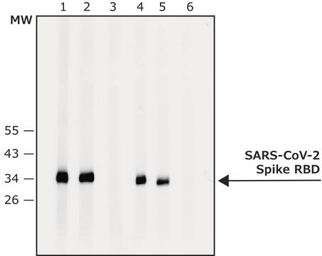 Przeciwciało przeciwkobiałku SARS-CoV-2-Spikewytwarzane u królika affinity isolated antibody, buffered aqueous solution