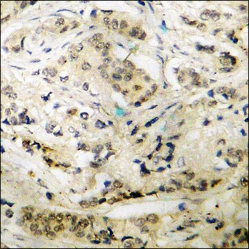 抗-磷酸-p47 phox（pSer345） 兔抗 affinity isolated antibody