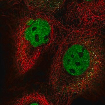 Anti-FIP1L1 antibody produced in rabbit Prestige Antibodies&#174; Powered by Atlas Antibodies, affinity isolated antibody