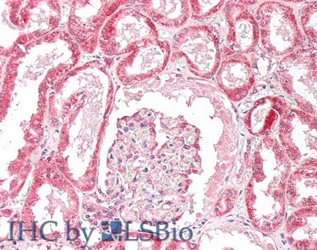 Anti-ORP5 (OBPH1) antibody produced in goat affinity isolated antibody, buffered aqueous solution