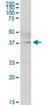 Anti-DUSP11 antibody produced in mouse purified immunoglobulin, buffered aqueous solution