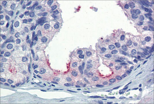 抗AMH抗体 affinity isolated antibody