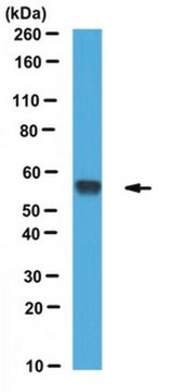 Anti-Ero1 Antibody, clone 2G4/12 clone 2G4/12, from mouse