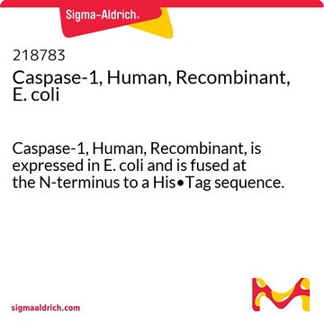 Caspase-1, Human, Recombinant, E. coli Caspase-1, Human, Recombinant, is expressed in E. coli and is fused at the N-terminus to a His&#8226;Tag sequence.