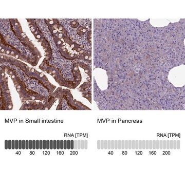 Anti-MVP antibody produced in rabbit Prestige Antibodies&#174; Powered by Atlas Antibodies, affinity isolated antibody