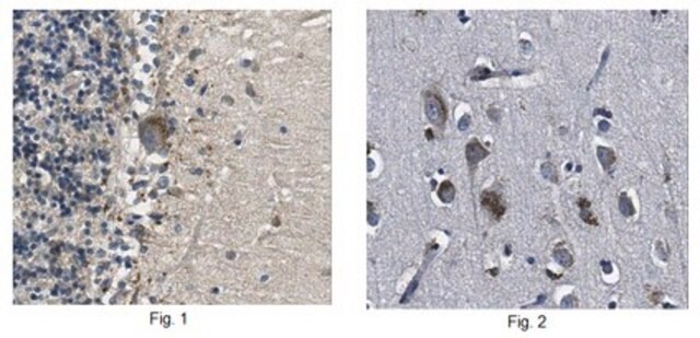 Anti-WWOX Antibody, clone 12G5 clone 12G5, from rat