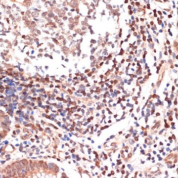 Anti-ALOX5 antibody produced in rabbit