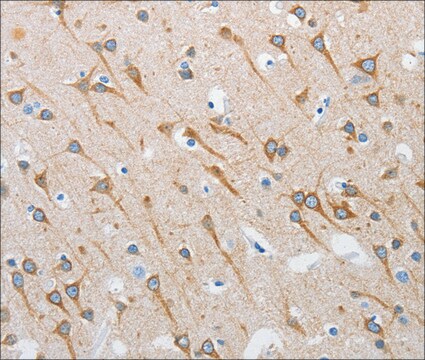 Anti-INTS1 antibody produced in rabbit affinity isolated antibody