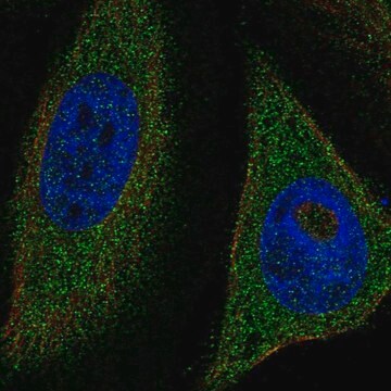 Anti-Tfeb Antibody Produced In Rabbit Prestige Antibodies&#174; Powered by Atlas Antibodies, affinity isolated antibody, buffered aqueous glycerol solution