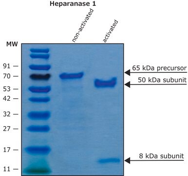 Heparanase-1 pre-activated human recombinant, expressed in HEK 293 cells