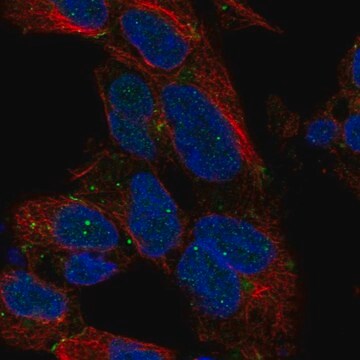 Anti-DLX1 antibody produced in rabbit Prestige Antibodies&#174; Powered by Atlas Antibodies, affinity isolated antibody