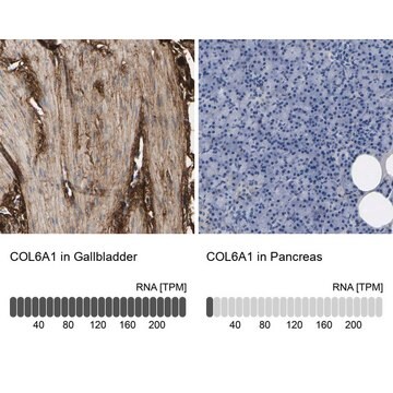 抗COL6A1抗体 ウサギ宿主抗体 Prestige Antibodies&#174; Powered by Atlas Antibodies, affinity isolated antibody, buffered aqueous glycerol solution