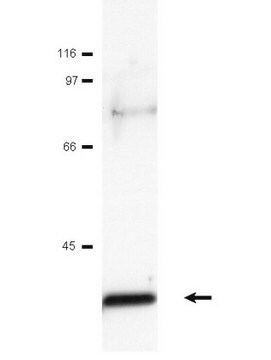 Anti-c-Jun Antibody serum, Upstate&#174;