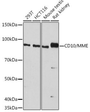 Anti-CD10/MME antibody produced in rabbit