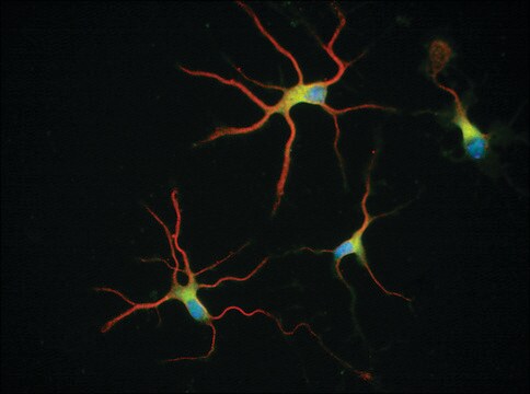 抗&#946;チューブリンアイソタイプIII抗体、マウスモノクローナル マウス宿主抗体 clone SDL.3D10, purified from hybridoma cell culture