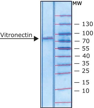 ビトロネクチン ラット血漿由来 lyophilized powder, BioReagent, suitable for cell culture