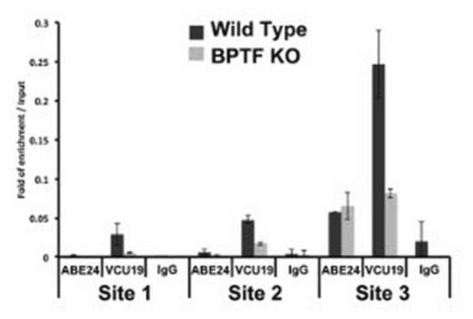 抗-BPTF（VCU19） from rabbit, purified by affinity chromatography