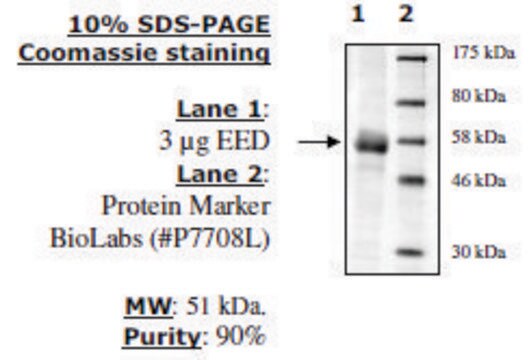 EED human recombinant, expressed in baculovirus infected insect cells, &#8805;90% (SDS-PAGE)