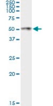 Monoclonal Anti-ANGPTL4, (C-terminal) antibody produced in mouse clone 1A12, purified immunoglobulin, buffered aqueous solution