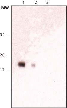 抗-NY-ESO-1抗体、マウスモノクローナル マウス宿主抗体 clone E978, purified from hybridoma cell culture