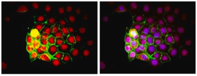 Anticorpo anti-nuclei umani, clone 235-1, coniugato con biotina clone 235-1, from mouse, biotin conjugate