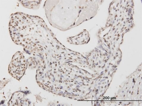 Monoclonal Anti-ATF1 antibody produced in mouse clone 3E7, purified immunoglobulin, buffered aqueous solution