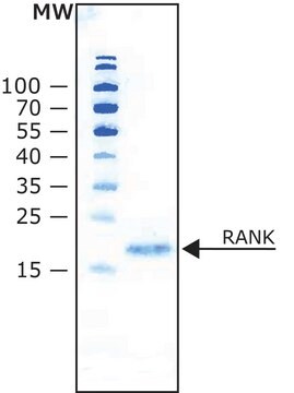 RANK 配体 来源于小鼠 &#8805;98% (SDS-PAGE), recombinant, expressed in E. coli, lyophilized powder, suitable for cell culture