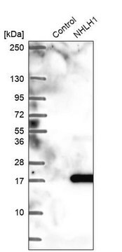 Anti-NHLH1 antibody produced in rabbit Prestige Antibodies&#174; Powered by Atlas Antibodies, affinity isolated antibody, buffered aqueous glycerol solution