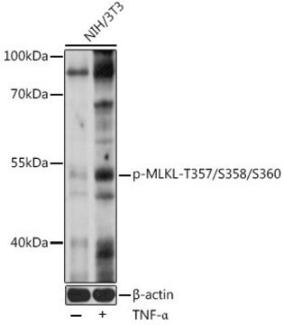 Anti-Phospho-MLKL-T357/S358/S360 antibody produced in rabbit