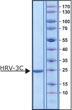 HRV-3Cプロテアーゼ N-Terminal His tagged recombinant protein, aqueous solution, 0.8-1.2&#160;mg/mL