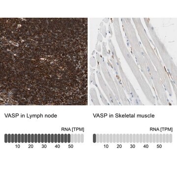 抗VASP抗体 ウサギ宿主抗体 Prestige Antibodies&#174; Powered by Atlas Antibodies, affinity isolated antibody, buffered aqueous glycerol solution