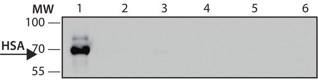 抗-人血清白蛋白抗体,小鼠单克隆 clone HSA-11, purified from hybridoma cell culture