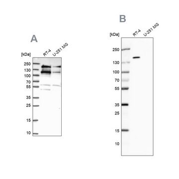 Anty-TOP2B Prestige Antibodies&#174; Powered by Atlas Antibodies, affinity isolated antibody