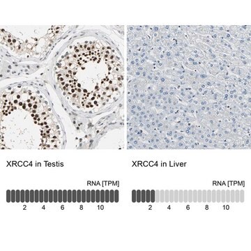 抗XRCC4 ウサギ宿主抗体 Prestige Antibodies&#174; Powered by Atlas Antibodies, affinity isolated antibody, buffered aqueous glycerol solution