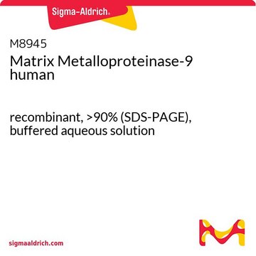 基质金属蛋白酶-9 人 recombinant, &gt;90% (SDS-PAGE), buffered aqueous solution