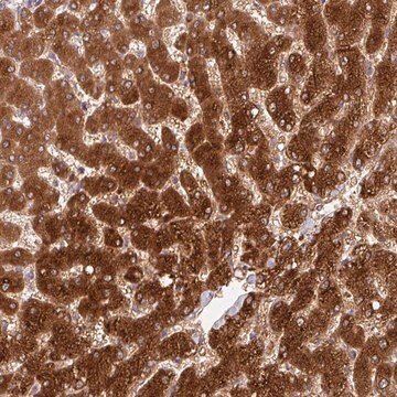 Anty-GSTA1 Prestige Antibodies&#174; Powered by Atlas Antibodies, affinity isolated antibody, buffered aqueous glycerol solution