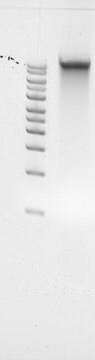 Wzorzec DNA grzybów Rhizoctonia solani Suitable for PCR, sequencing and NGS, 10&#160;ng/&#956;L