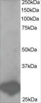 Anti-BCAP31/BAP31 antibody produced in goat affinity isolated antibody, buffered aqueous solution