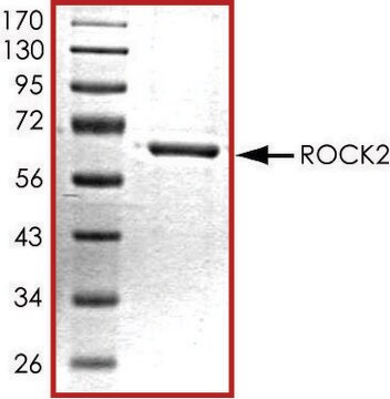 ROCK2 (5-554), active, His tagged human PRECISIO&#174; Kinase, recombinant, expressed in baculovirus infected Sf9 cells, &#8805;70% (SDS-PAGE), buffered aqueous glycerol solution