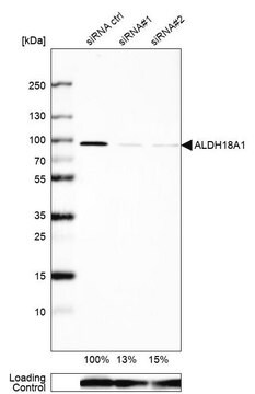 抗ALDH18A1 ウサギ宿主抗体 Prestige Antibodies&#174; Powered by Atlas Antibodies, affinity isolated antibody, buffered aqueous glycerol solution