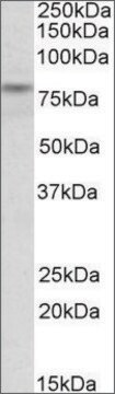 Anti-TRIM2 antibody produced in goat affinity isolated antibody, buffered aqueous solution