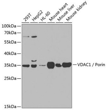 Anti-VDAC1/Porin antibody produced in rabbit