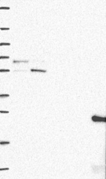 Anti-RMDN3 antibody produced in rabbit Prestige Antibodies&#174; Powered by Atlas Antibodies, affinity isolated antibody, buffered aqueous glycerol solution