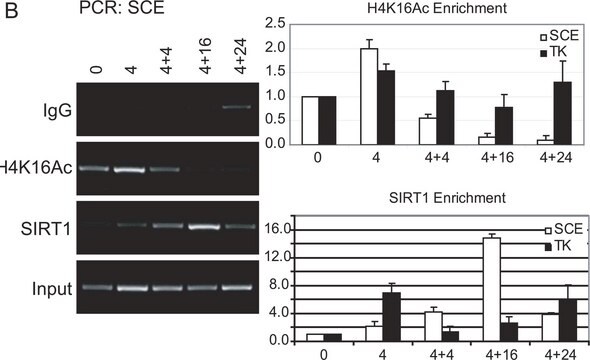 Anticuerpo anti-acetil-histona H4 (Lys16) Upstate&#174;, from rabbit