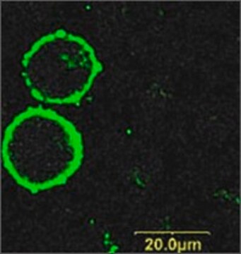 抗-嘌呤能受体P2X7(胞外)&#8722;FITC 兔抗 affinity isolated antibody, lyophilized powder