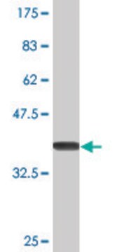 Monoclonal Anti-IFNA6, (C-terminal) antibody produced in mouse clone 3C9, purified immunoglobulin, buffered aqueous solution